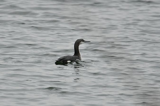 Plongeon arctique  - Agnieszka Biernacka