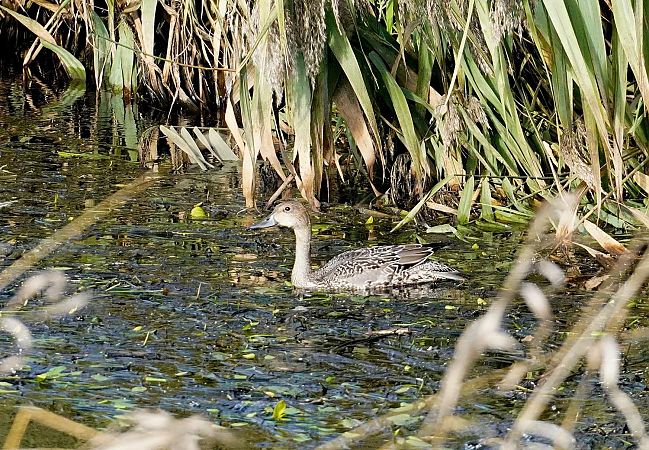 rożeniec  - Andrzej Chwierut