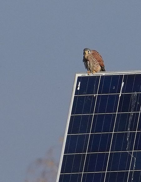 pustułka  - Andrzej Chwierut