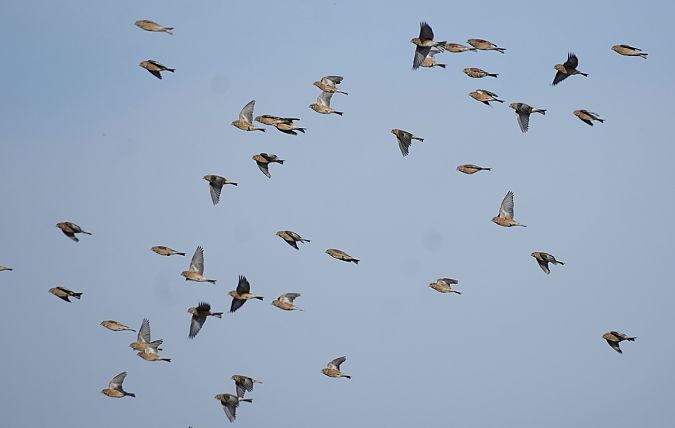 makolągwa  - Andrzej Chwierut