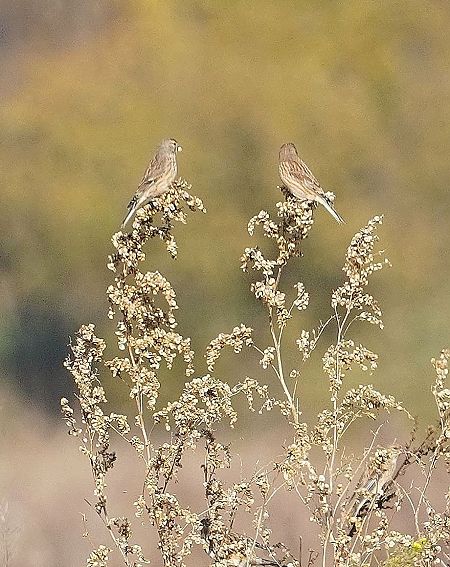 Bluthänfling  - Andrzej Chwierut