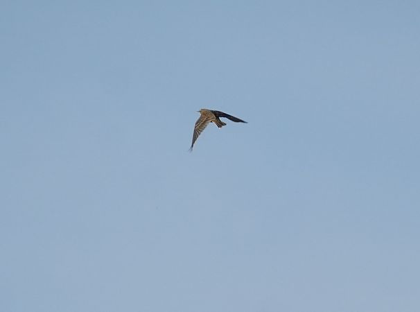 siwerniak  - Andrzej Chwierut