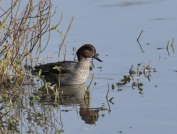cyraneczka  - Andrzej Chwierut
