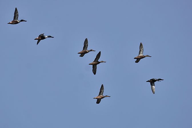 płaskonos  - Andrzej Chwierut