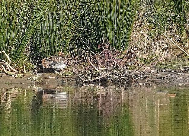 kszyk  - Andrzej Chwierut