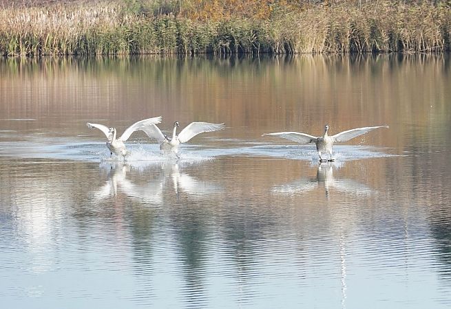 łabędź niemy  - Andrzej Chwierut
