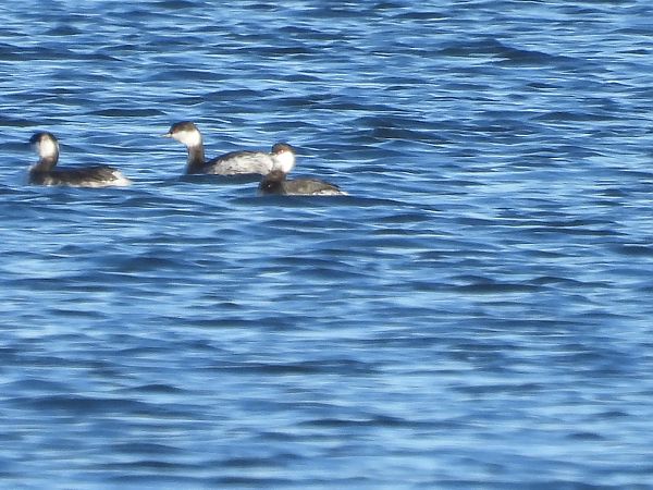 perkoz rogaty  - Agnieszka Odolińska