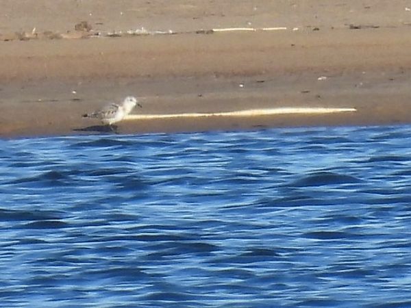 piaskowiec  - Agnieszka Odolińska