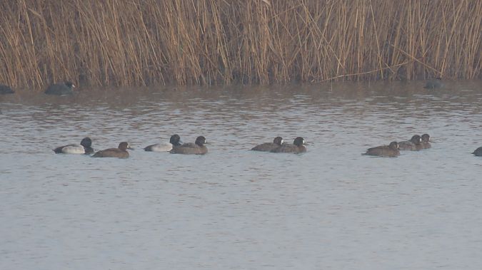 ogorzałka  - Marcin Galus