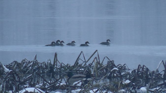 Zwergsäger  - Marcin Galus