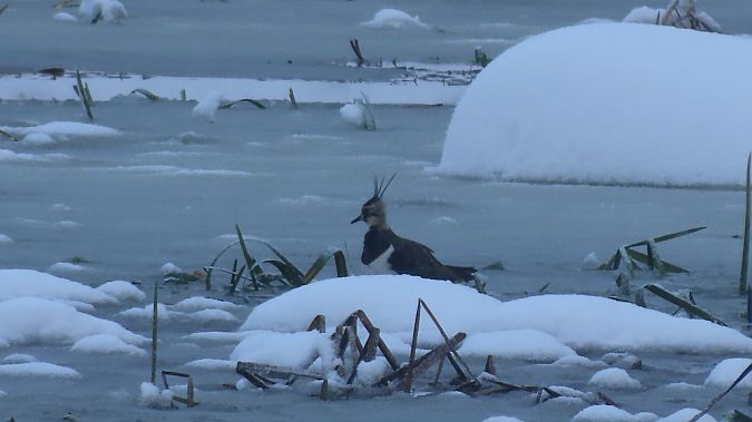 Kiebitz  - Marcin Galus