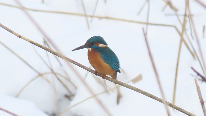 Eisvogel  - Marcin Galus