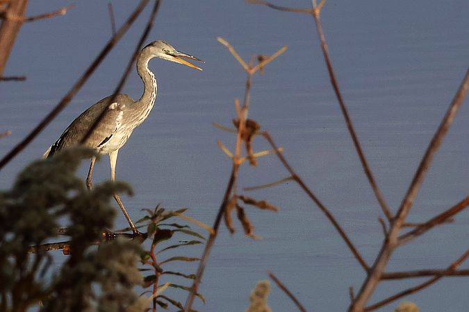 Graureiher  - Krzysztof Czajowski