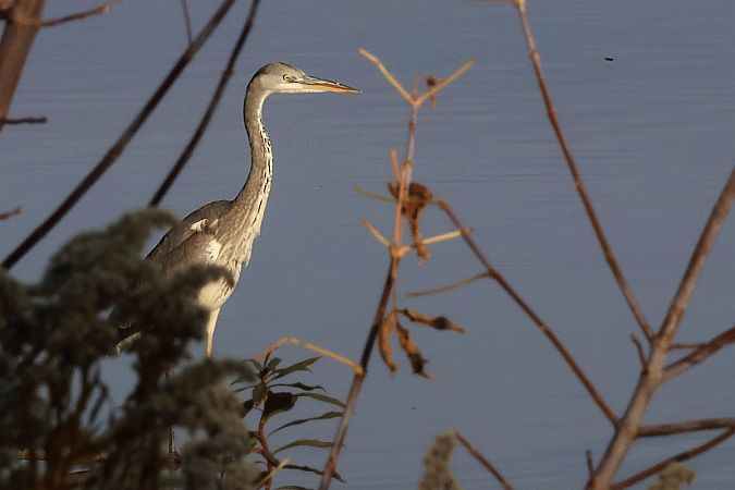 Graureiher  - Krzysztof Czajowski