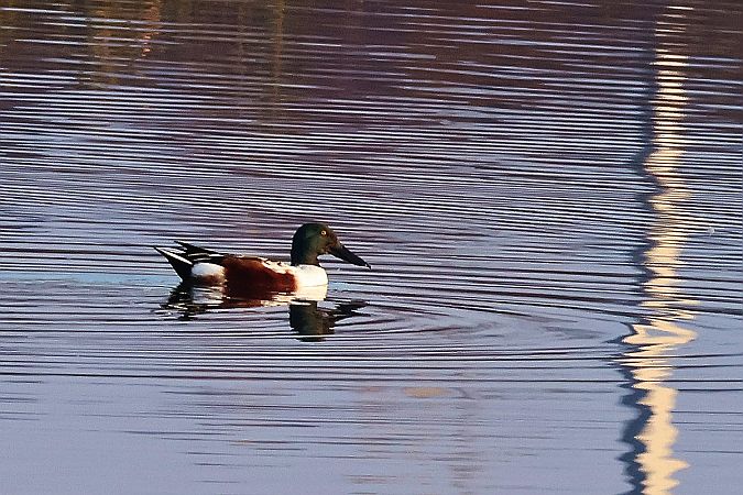 Löffelente  - Krzysztof Czajowski