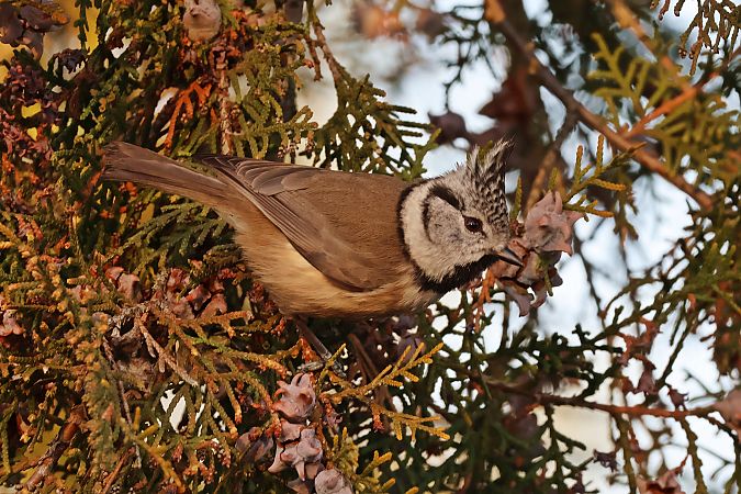 czubatka  - Krzysztof Czajowski