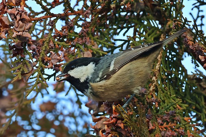 Tannenmeise  - Krzysztof Czajowski
