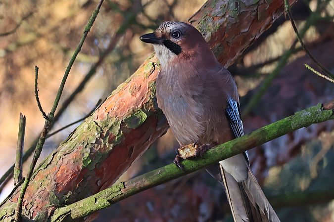 sójka  - Krzysztof Czajowski