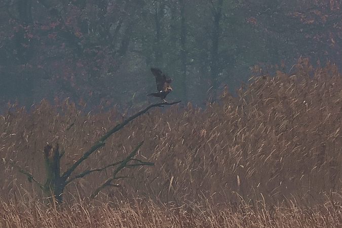 Busard des roseaux  - Krzysztof Czajowski