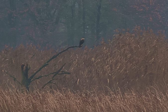 błotniak stawowy  - Krzysztof Czajowski