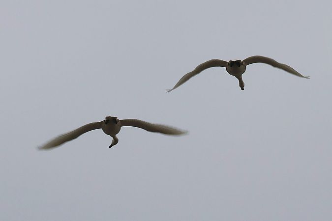łabędź czarnodzioby  - Krzysztof Czajowski