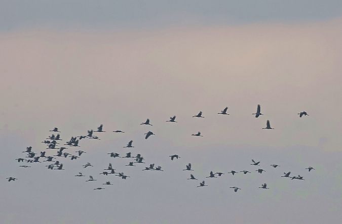 żuraw  - Krzysztof Czajowski