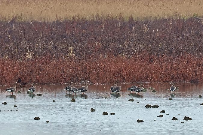 gęś białoczelna  - Krzysztof Czajowski