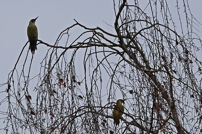 dzięcioł zielony  - Krzysztof Czajowski