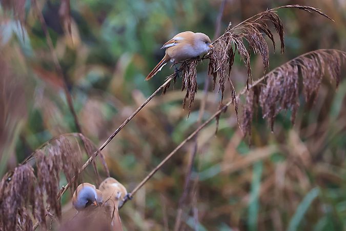 Bartmeise  - Krzysztof Czajowski