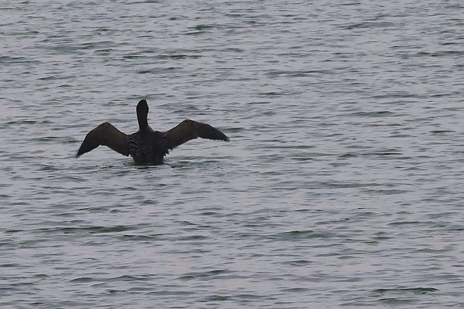Plongeon imbrin  - Krzysztof Czajowski