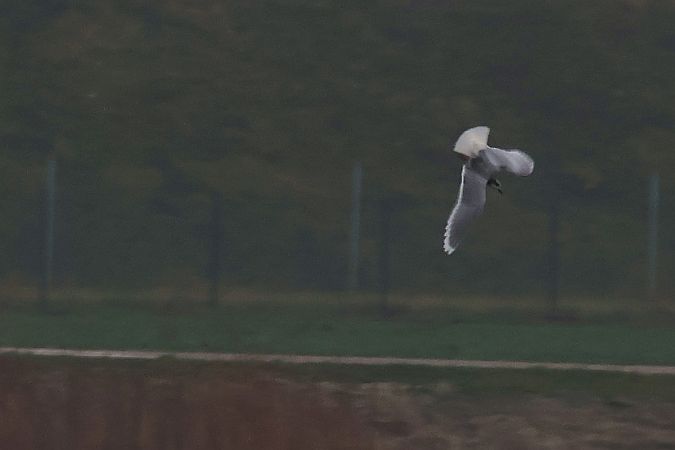 mewa mała  - Krzysztof Czajowski