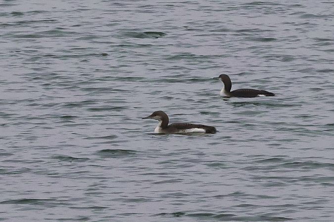 nur czarnoszyi  - Krzysztof Czajowski