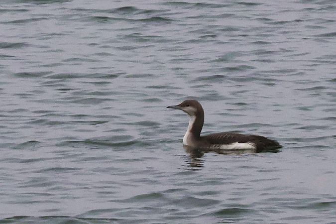 Plongeon arctique  - Krzysztof Czajowski