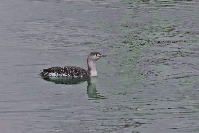 nur rdzawoszyi  - Krzysztof Czajowski