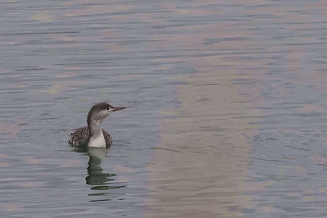 nur rdzawoszyi  - Krzysztof Czajowski