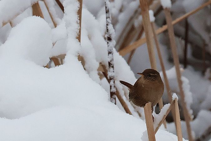 strzyżyk  - Krzysztof Czajowski