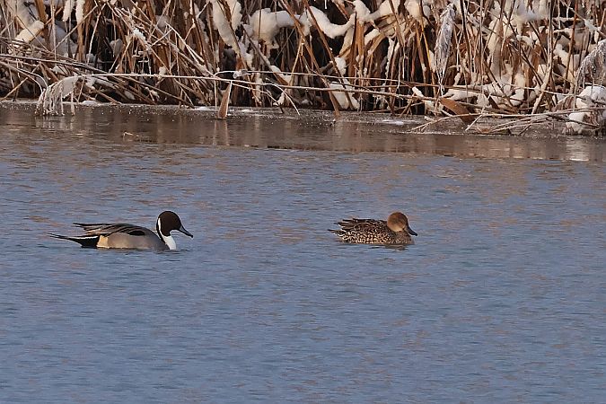 rożeniec  - Krzysztof Czajowski