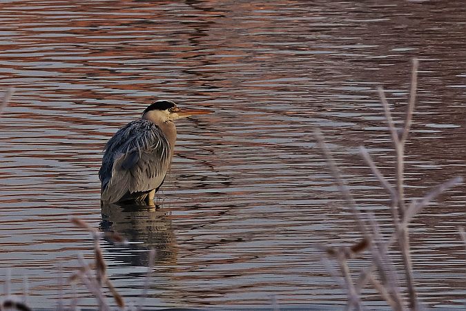 Graureiher  - Krzysztof Czajowski