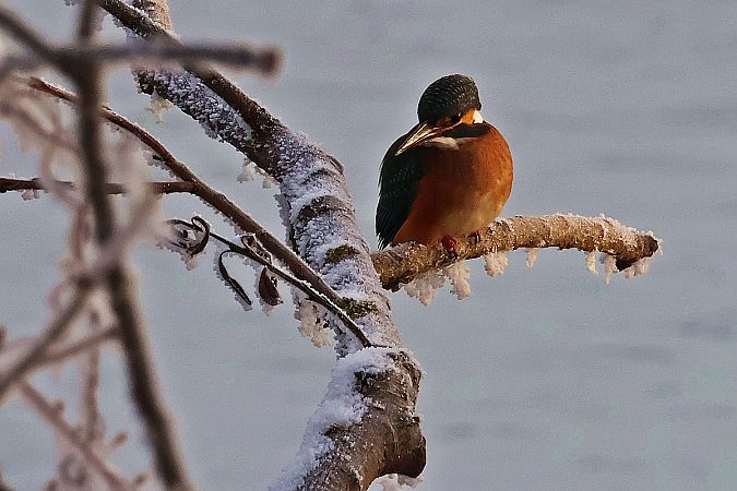 zimorodek  - Krzysztof Czajowski