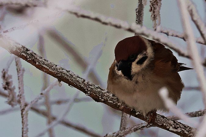 mazurek  - Krzysztof Czajowski