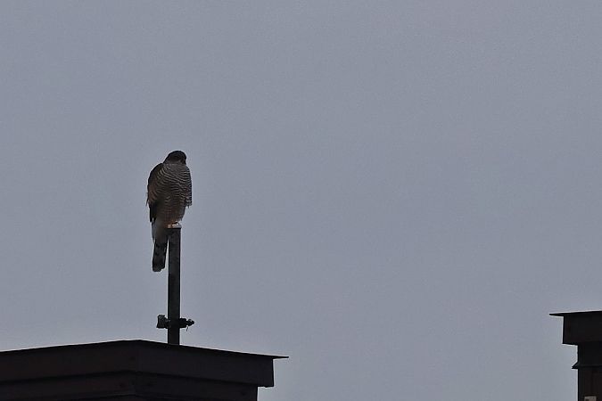 krogulec  - Krzysztof Czajowski