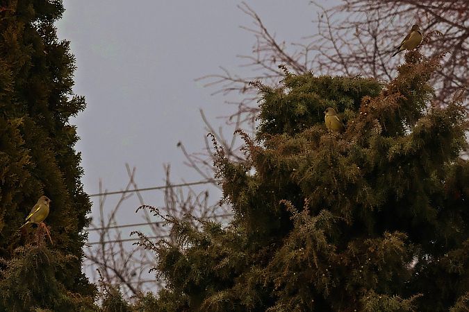 Grünfink  - Krzysztof Czajowski