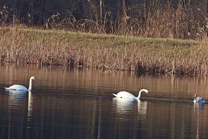 łabędź niemy  - Krzysztof Czajowski