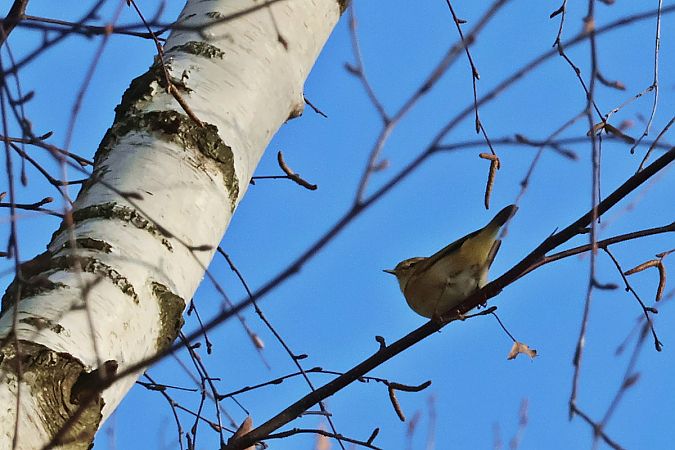 pierwiosnek  - Krzysztof Czajowski
