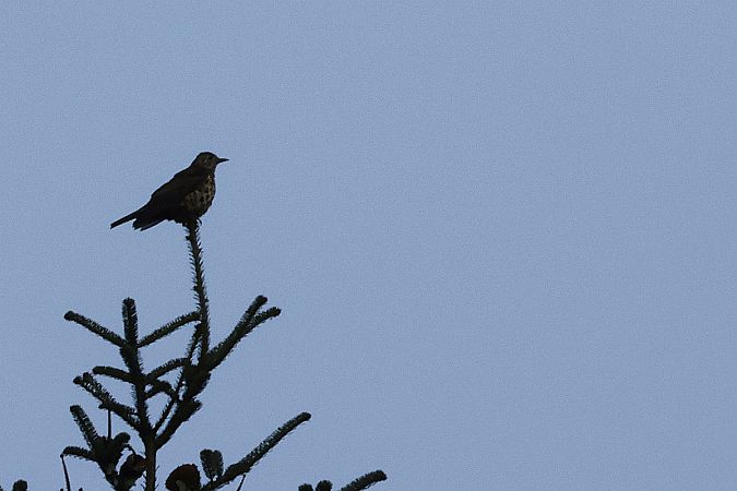 paszkot  - Krzysztof Czajowski