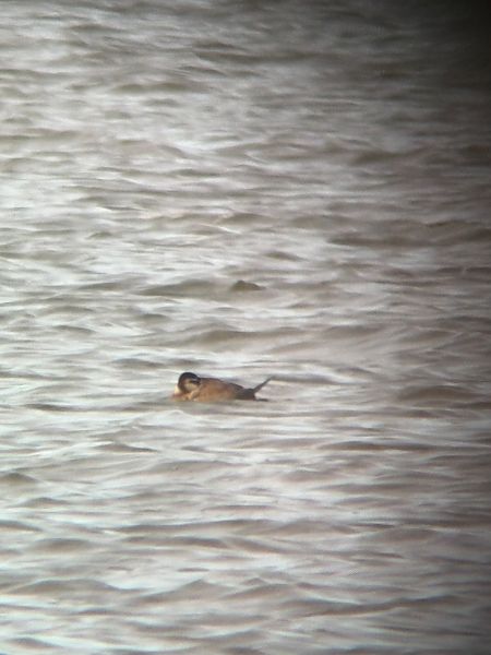 sterniczka  - Marcin Kasiński