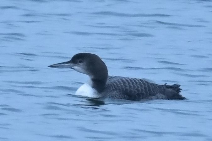 lodowiec  - Jakub Bednarek
