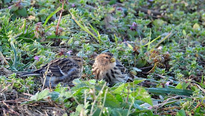 rzepołuch  - Marian Szeruga