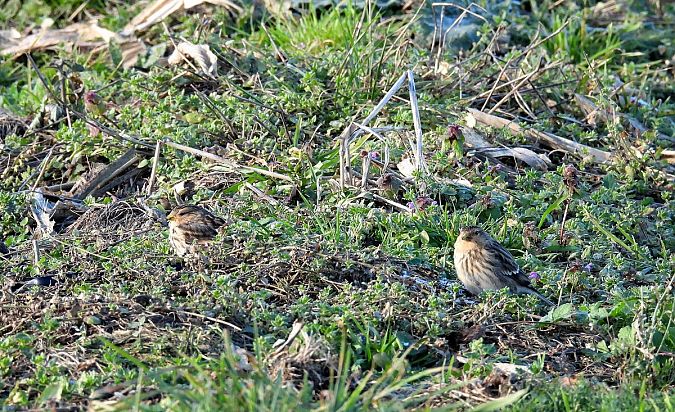 rzepołuch  - Marian Szeruga