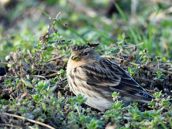 rzepołuch  - Marian Szeruga